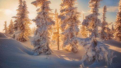 Мороза проделки...