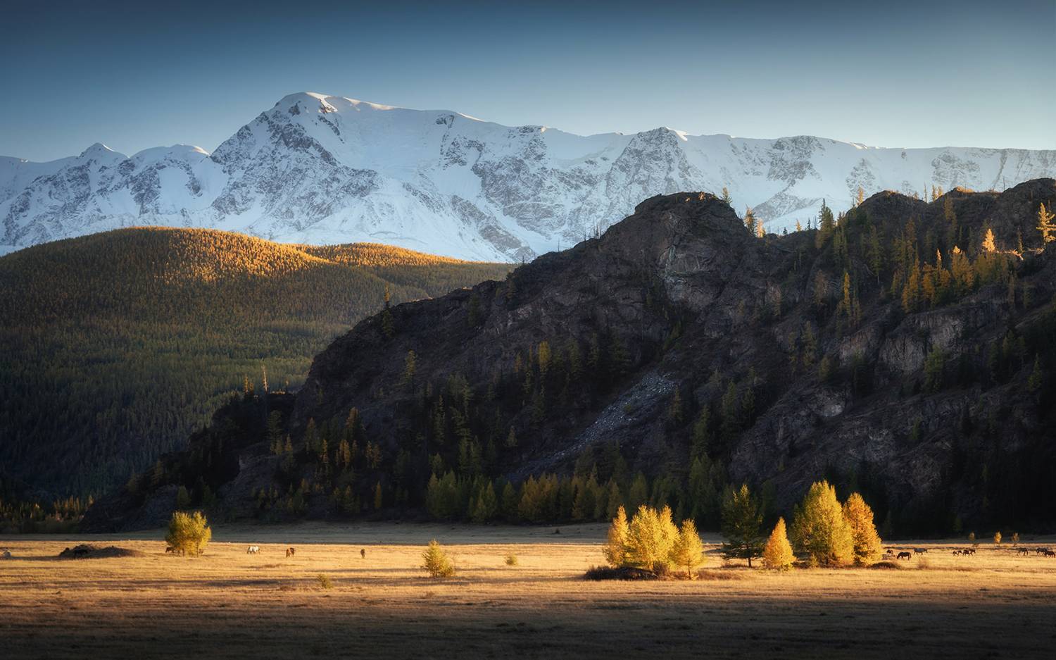 алтай, горный алтай, пейзажи алтая, кош-агачский район, северо-чуйский хребет, золотая осень, горы, осенний алтай, горная тайга, горный хребет, Рубан Алена