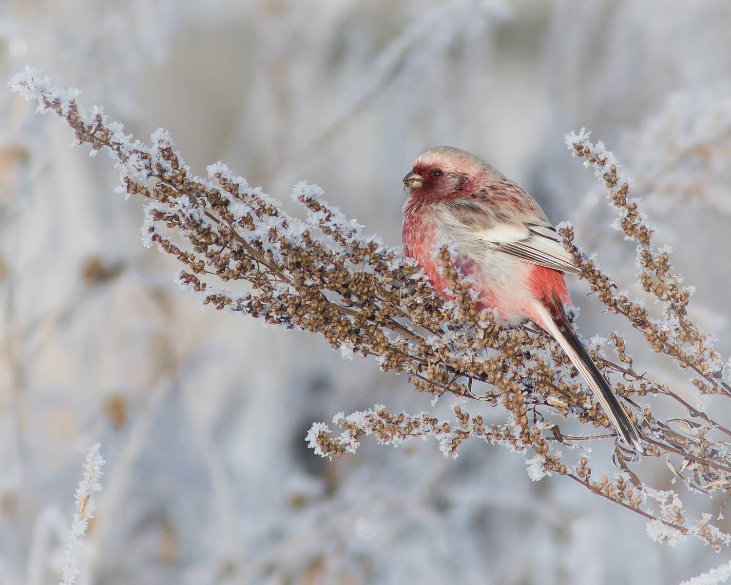 урагус, Суслов Дмитрий