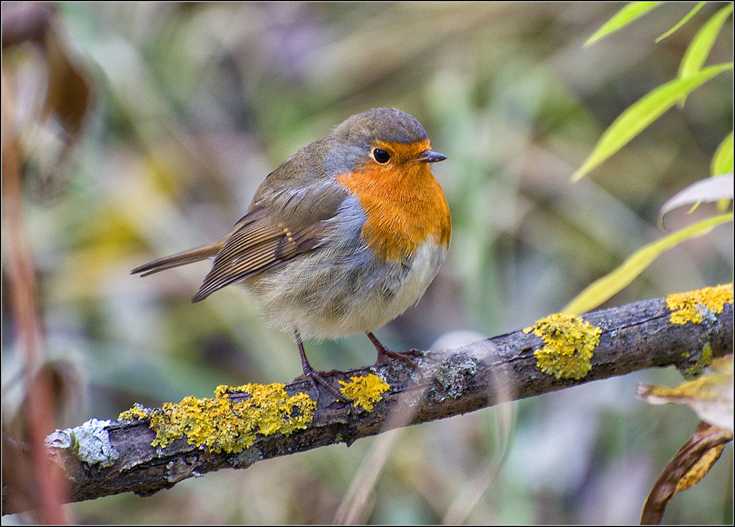 москва, парк, птица, АНАТОЛИЙ ДОВЫДЕНКО