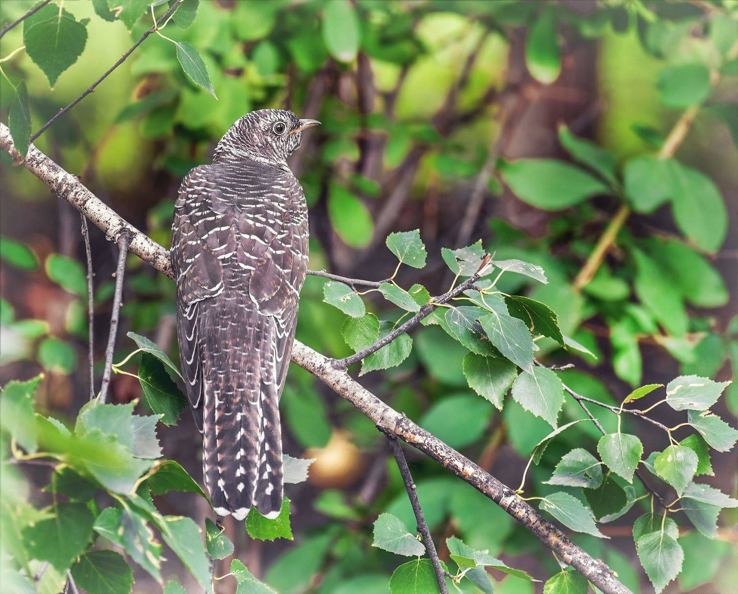 птица, кукушка, лес,, Марина Мочалова