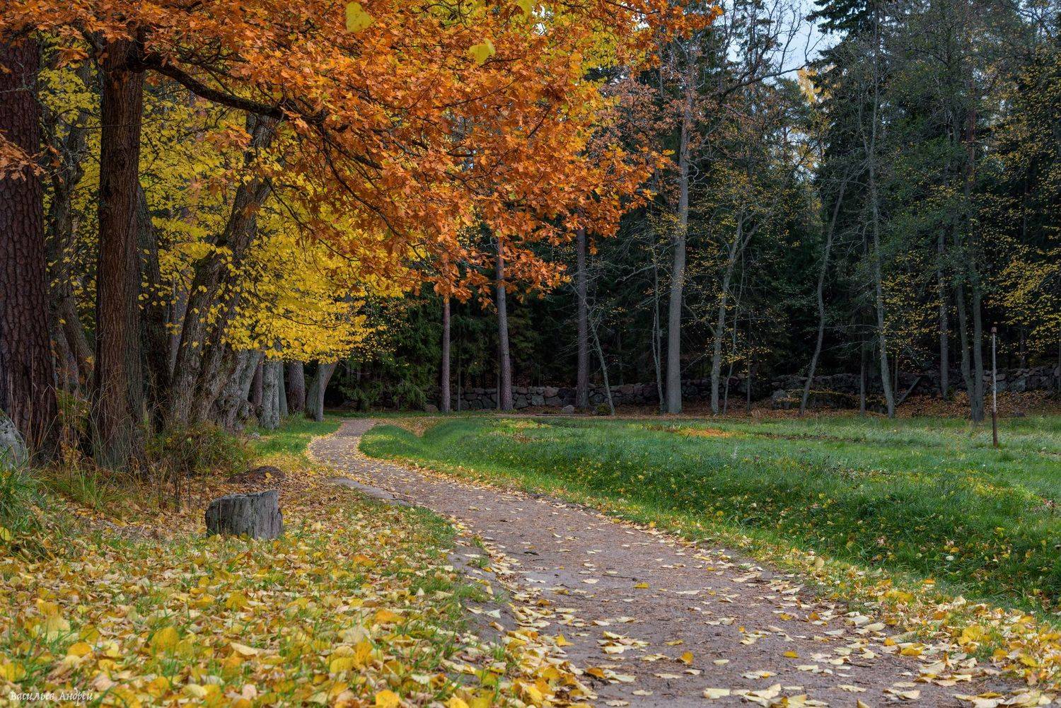парк монрепо, ленинградская область, осень, парк, Vasilyev Andrey