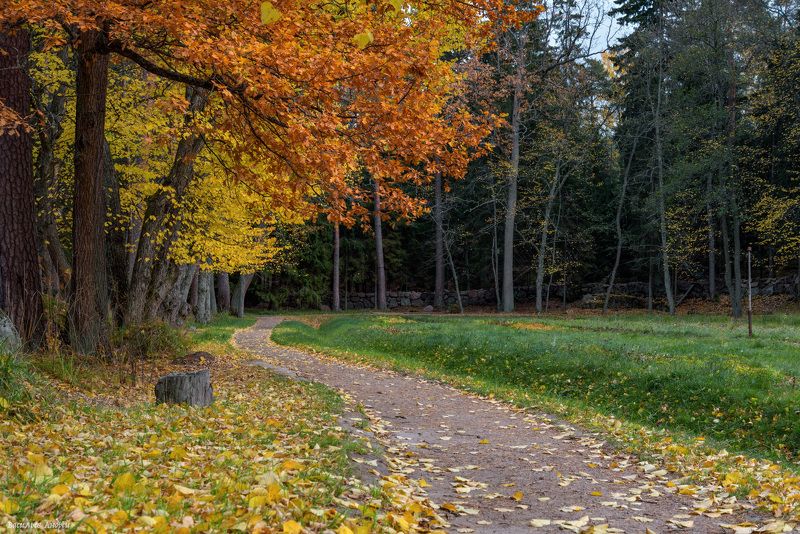 парк монрепо, ленинградская область, осень, парк Осень в парке фото превью