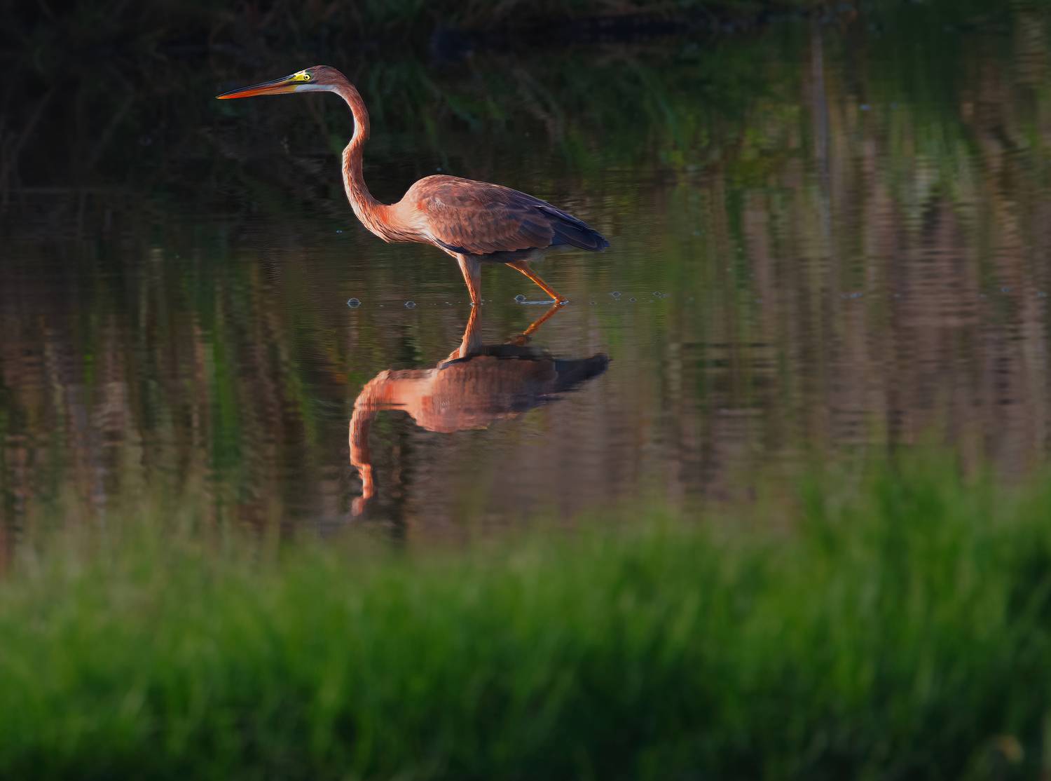 bird,birds,nikon,wild,water,shadows,lake,pond,flowers,swan,colors,nikon,beauty,nature,animals,eyes,egret,songbird,jungle,white,wings,fly, G N RAJA