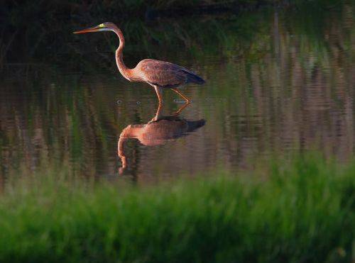 Heron