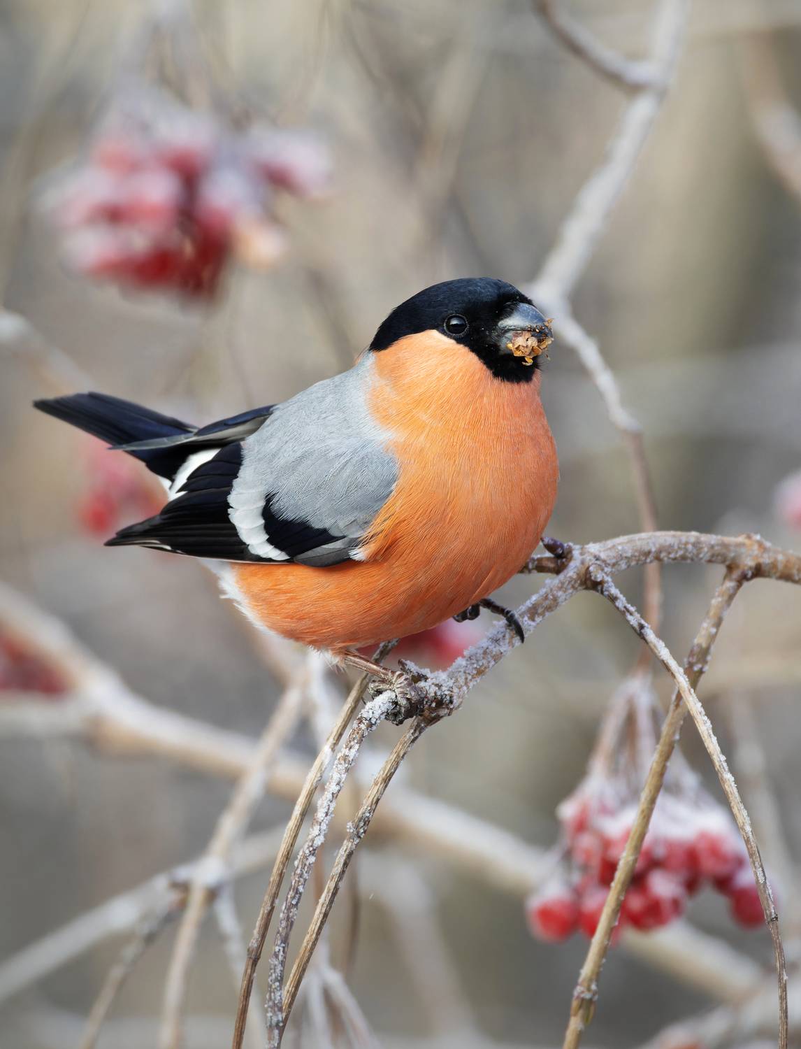 снегирь, птицы, фото птиц, Александр Шипиленко