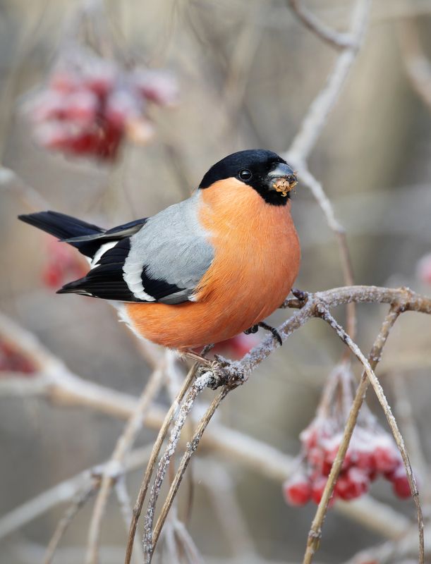 снегирь, птицы, фото птиц Снегирь. фото превью