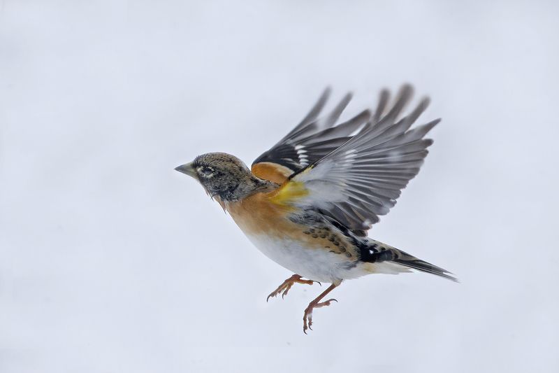 Горный зяблик в снегу фото превью