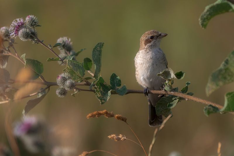 природа, жулан, птицы, фотоохота Жулан фото превью