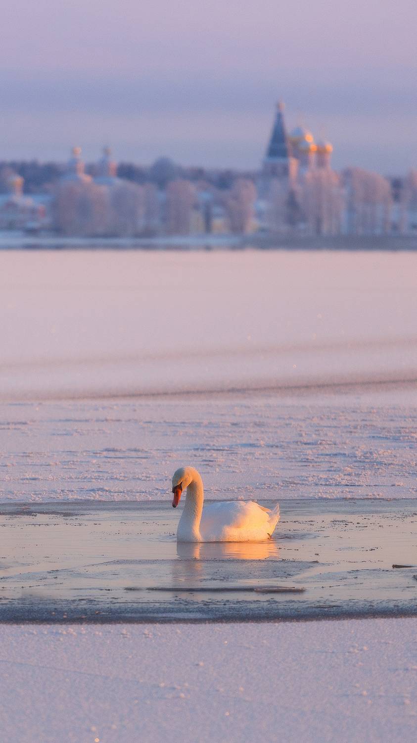 валдай, Timothy Shutov