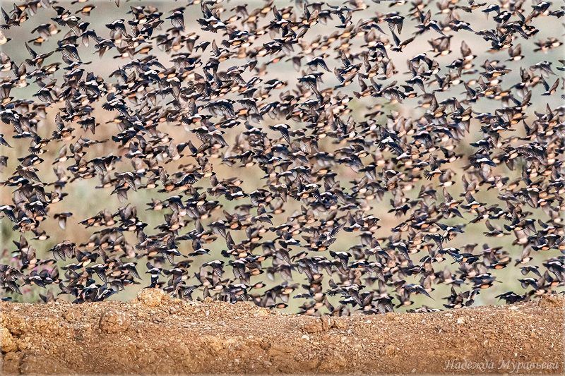 розовые скворцы, pastor roseus, красная книга крыма, керченский полуостров, стая, птицы, полёт, Розовые скворцы фото превью