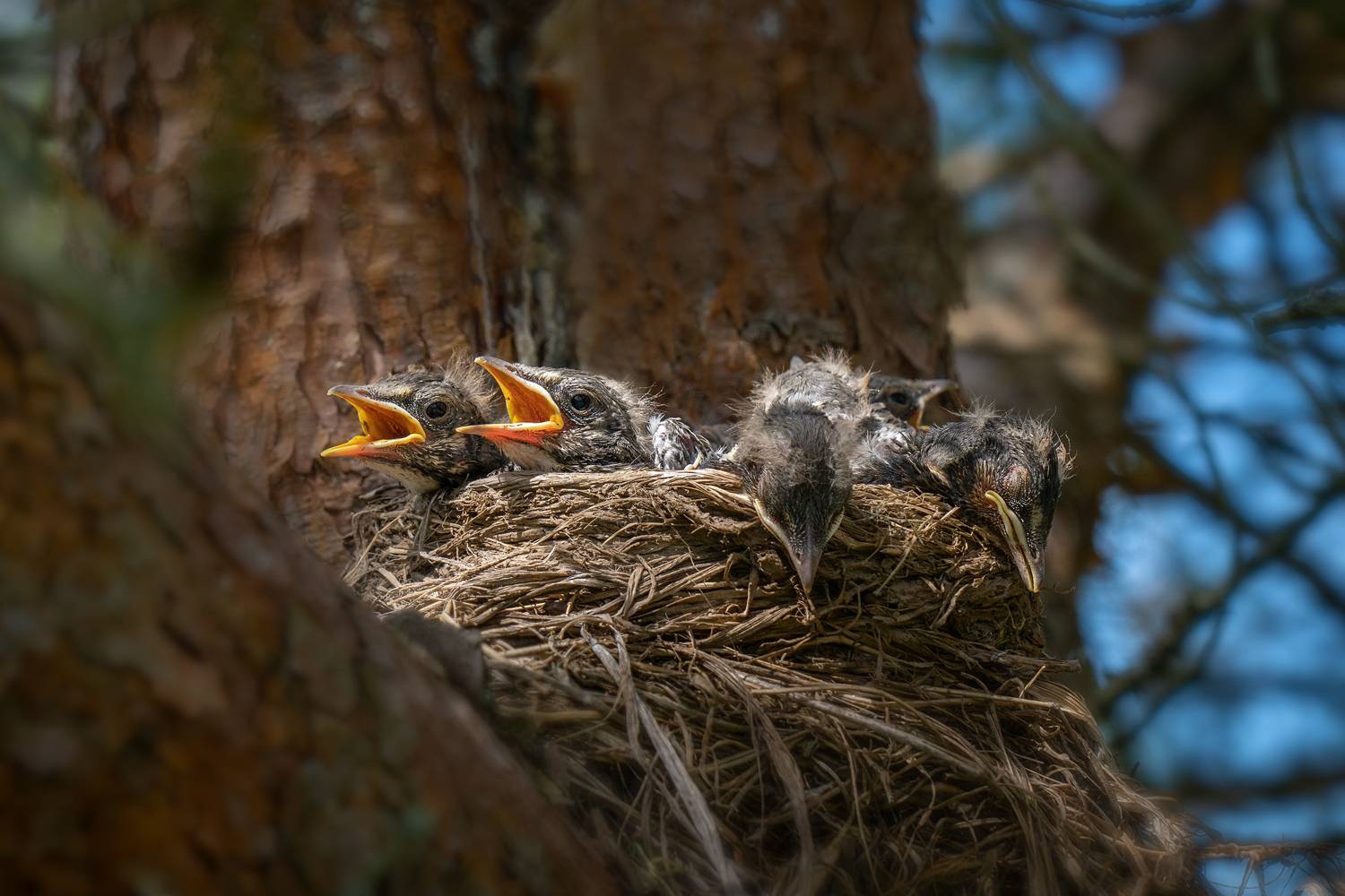 птенцы, дрозды, птицы, фауна, гнездо, ЯR Ольга