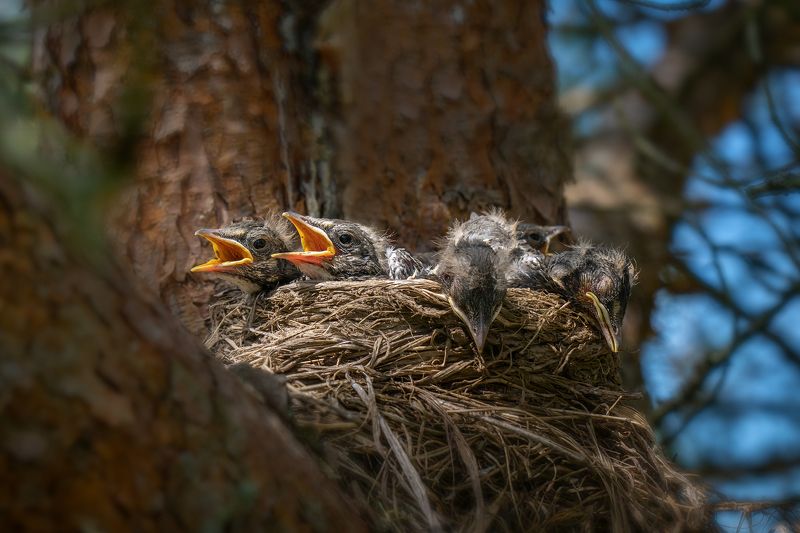 птенцы, дрозды, птицы, фауна, гнездо Бодрый дуэт фото превью