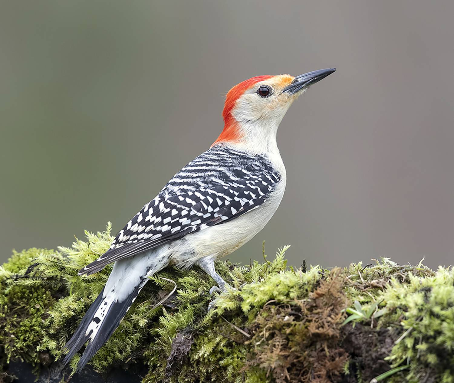дятел, каролинский меланерпес, red-bellied woodpecker, woodpecker, Etkind Elizabeth