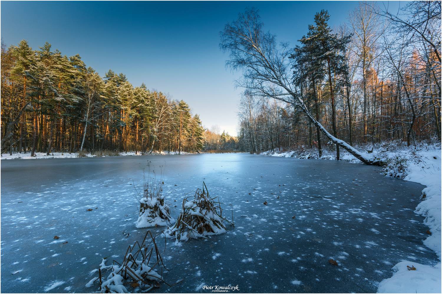 polska, las, Kowalczyk Piotr