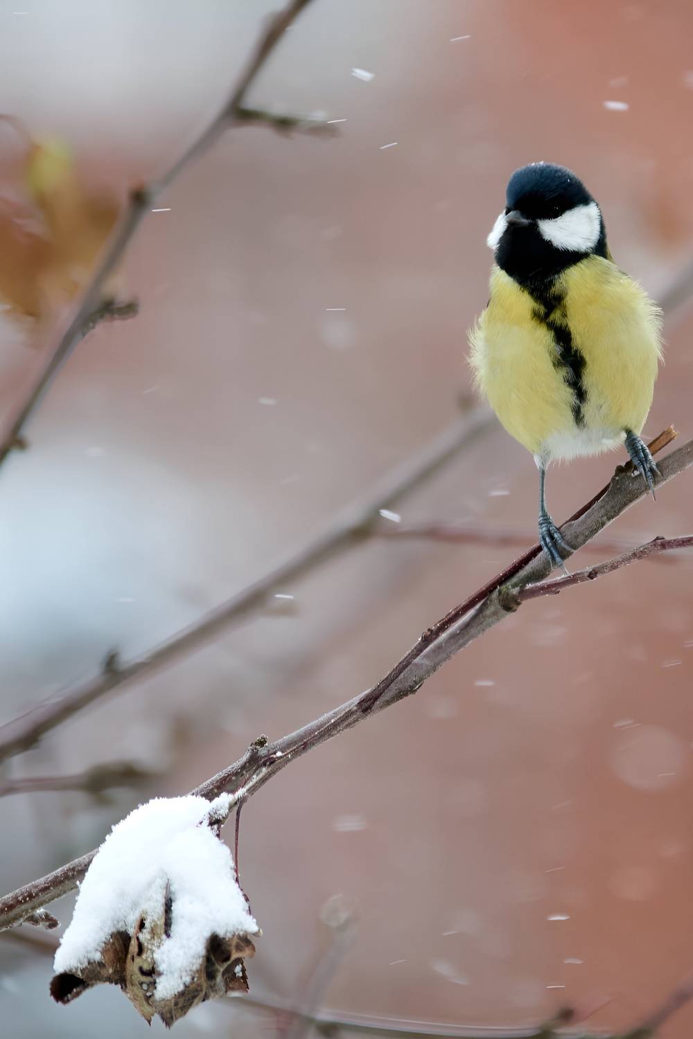 , Александр Шандов