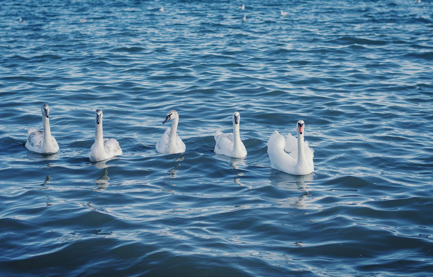 природа, красота природы, пейзаж, птицы, лебеди, белые лебеди, черное море, зима, кормление, атмосфера, красота крыма, красота керчи, Щербак Анатолий