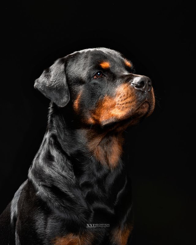 ***** фото превью