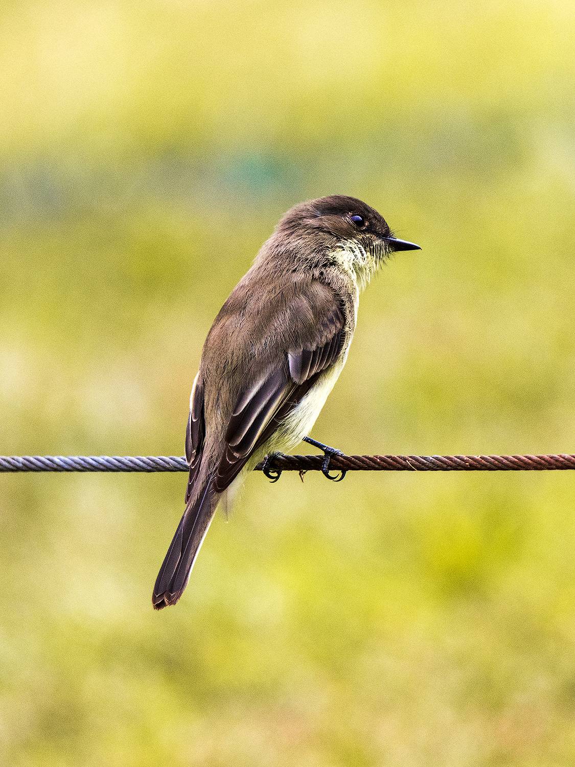 , Леонид Дьяченко