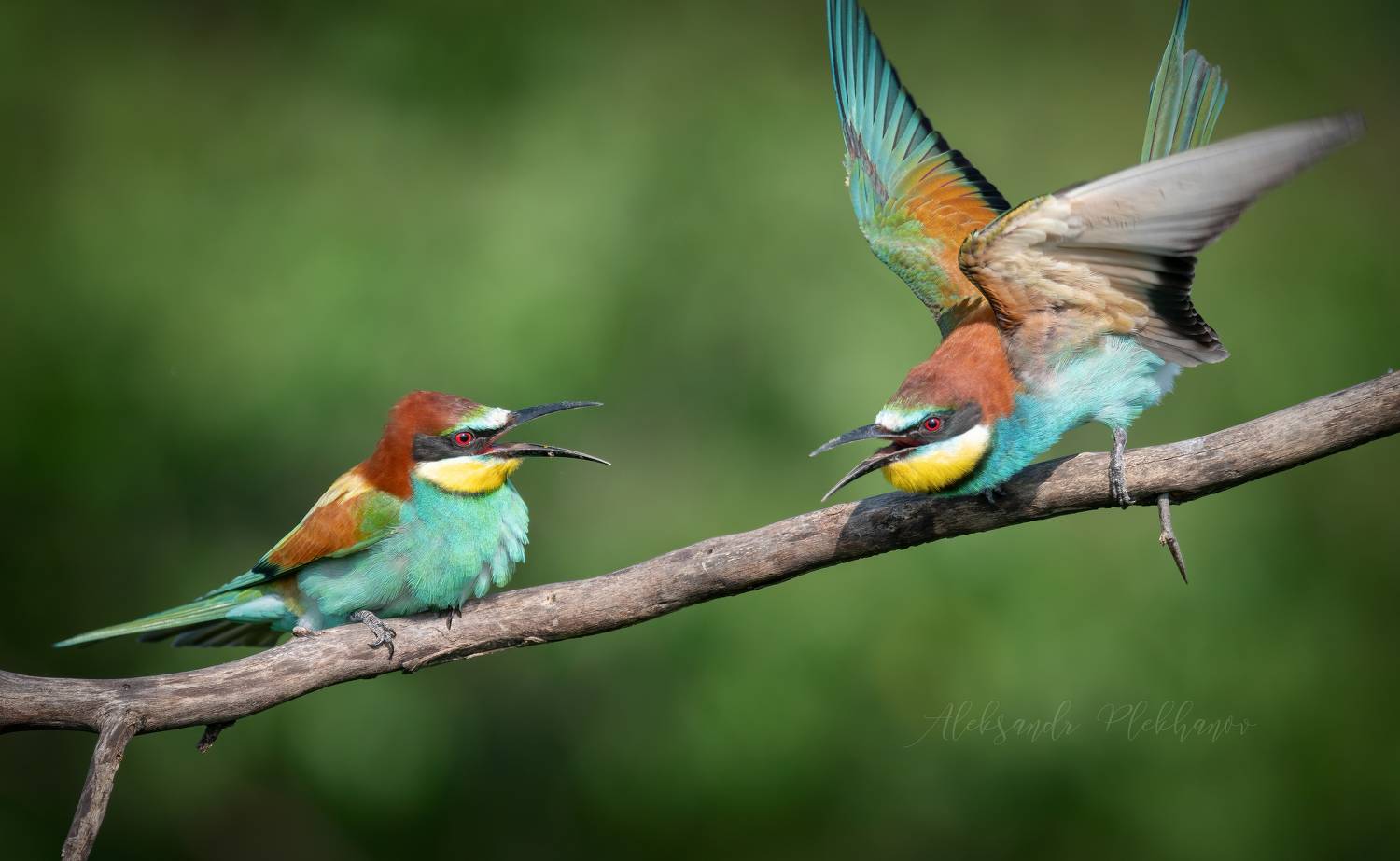 , Плеханов Александр