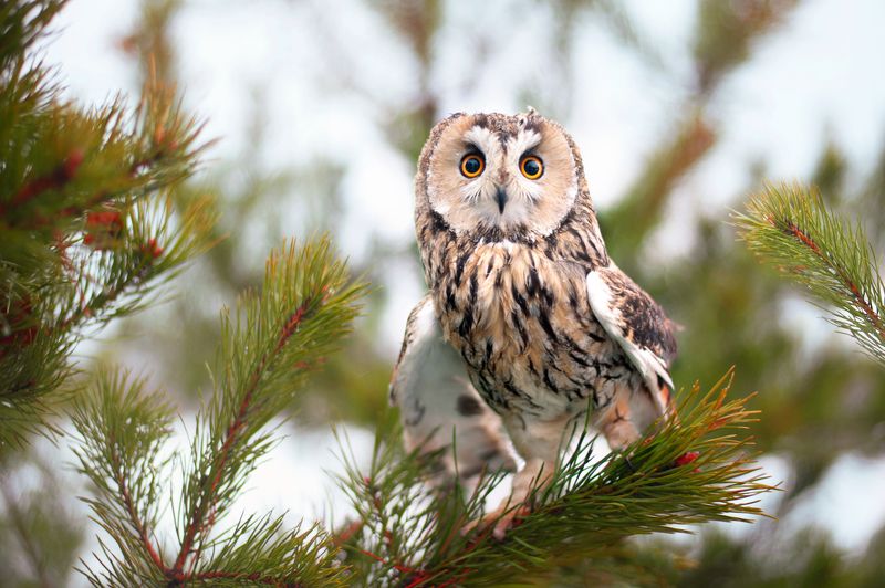 сова, птица Сова фото превью
