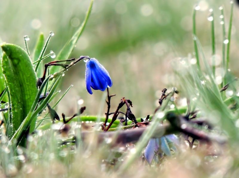 Весна фото превью