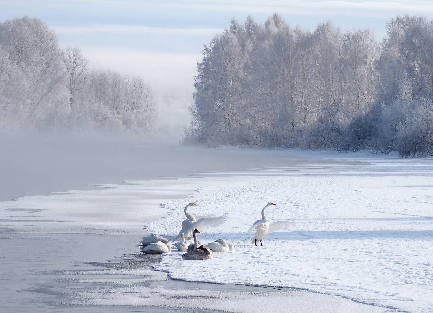 , Галина Хвостенко