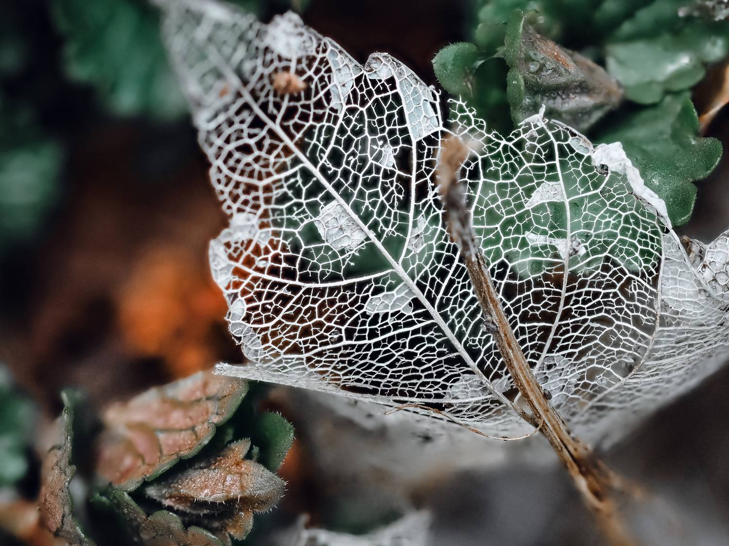 макро, лист, остов, macro, leaf, Протченко Ирина
