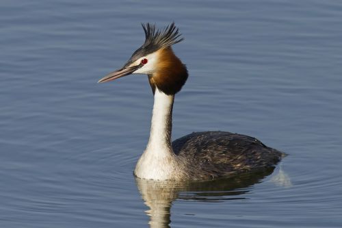 Great crested grebe.
