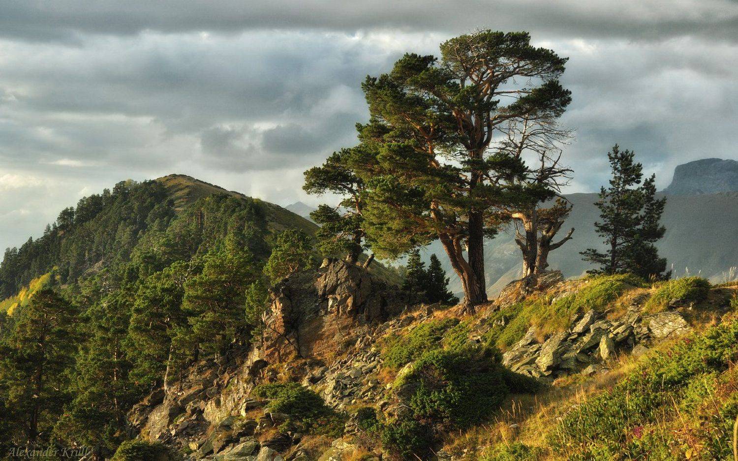 аркасара, кавказ, кчр, сосны, Александр Круль