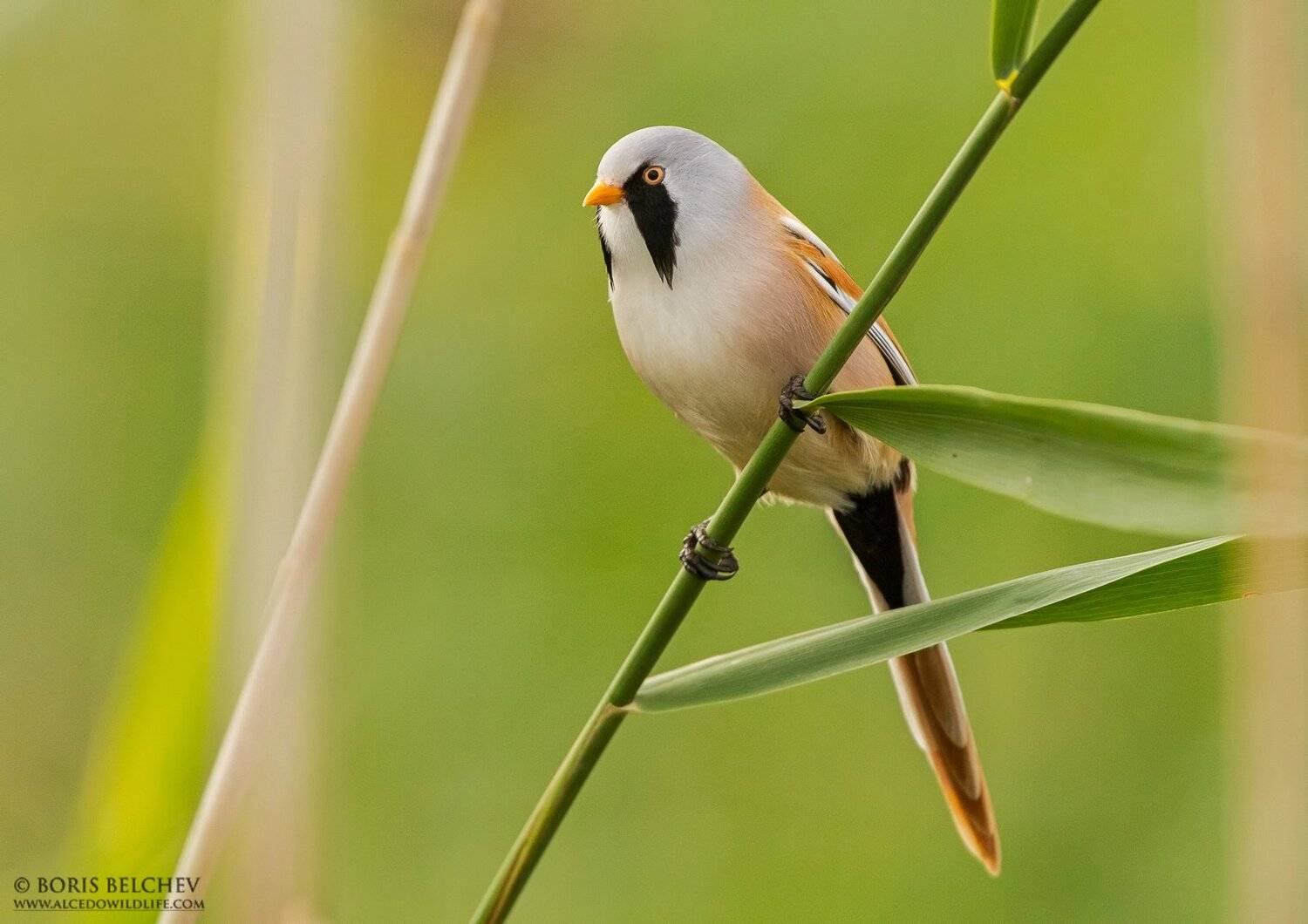 , Борис Белчев