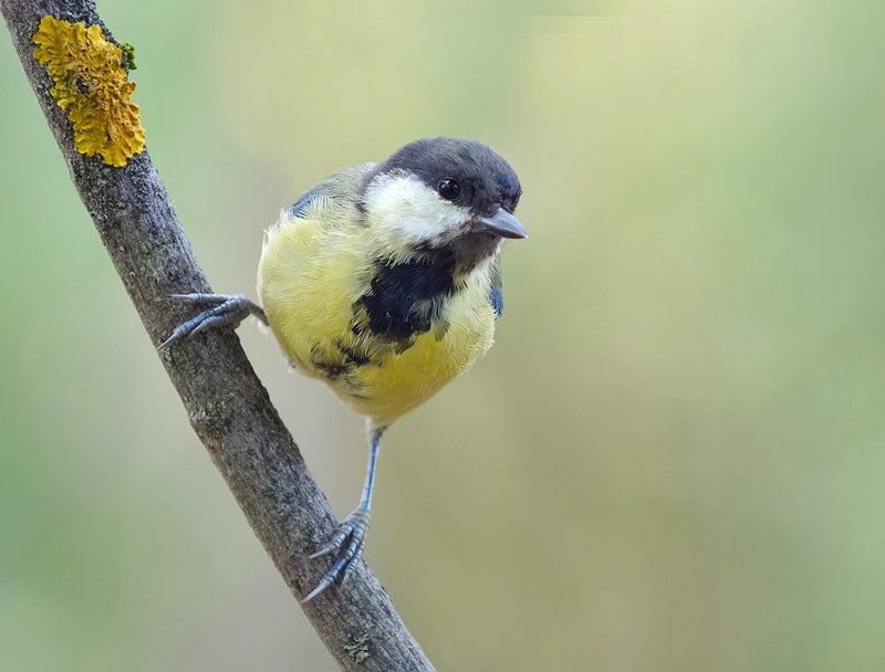 *** фото превью