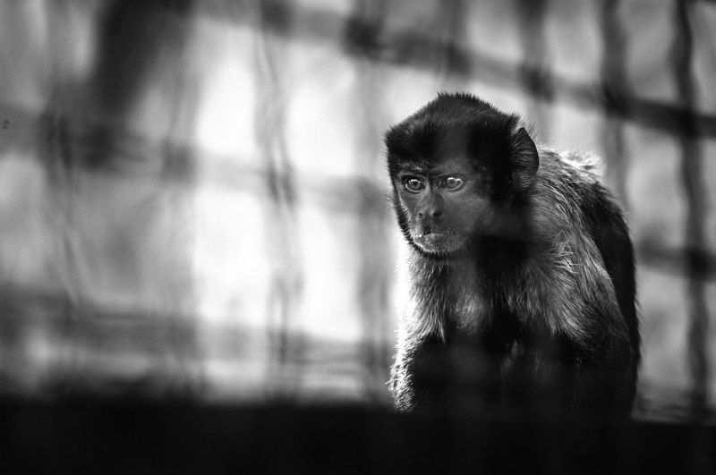 Animals, Black & white, Bw, Light, Monkey, Nikon, Wildlife Monkey фото превью