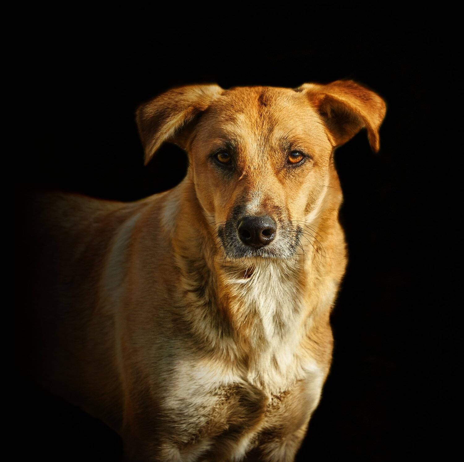 , Олег Богданов