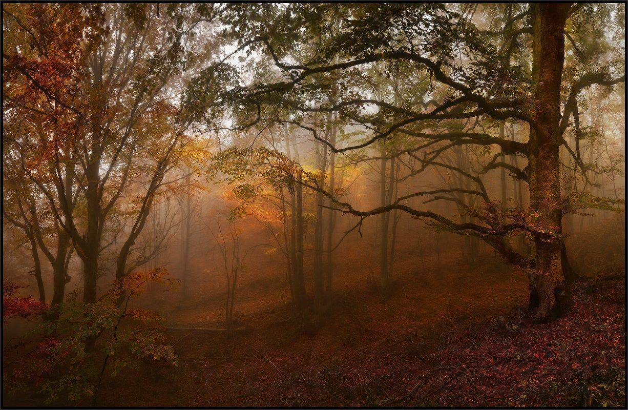 , Владимир Метцгер