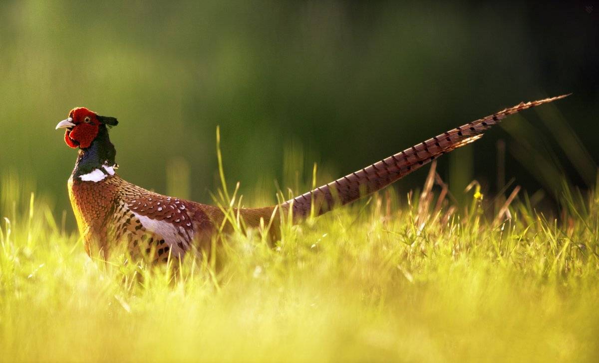 bird, wildlife, pheasant, Wojciech Grzanka