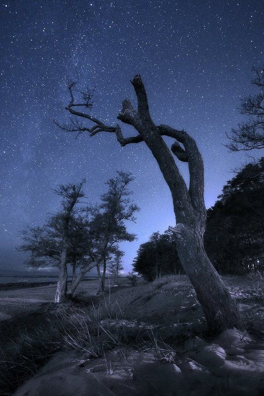 Тихий шепот звезд фото превью