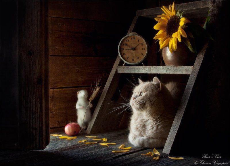 rats\'n\'cats, кошки-мышки Rats\'n\'Cats. Вот и осень... фото превью