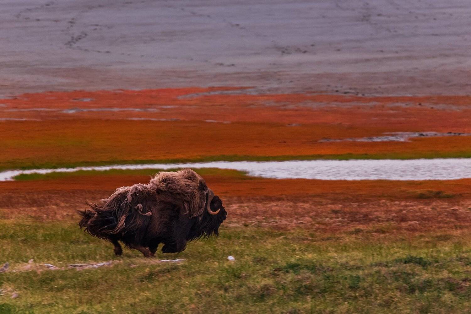 овцебык,тундра,арктика,якутия,море лаптевых,остров большой бегичев, Кирилл Уютнов