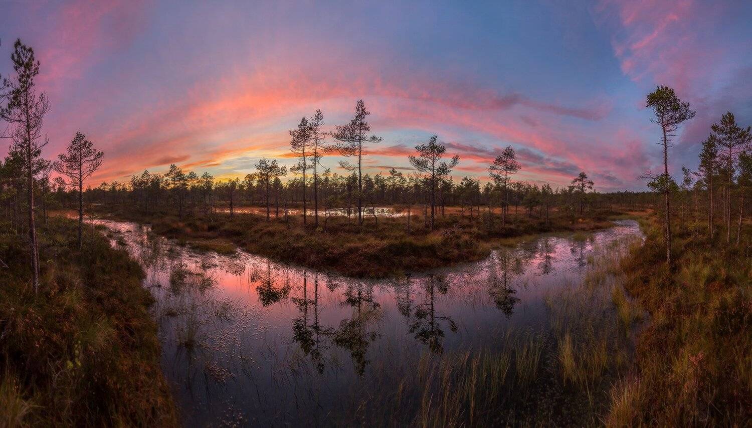 Болото, Север, Сосны, Сумерки, Лашков Фёдор