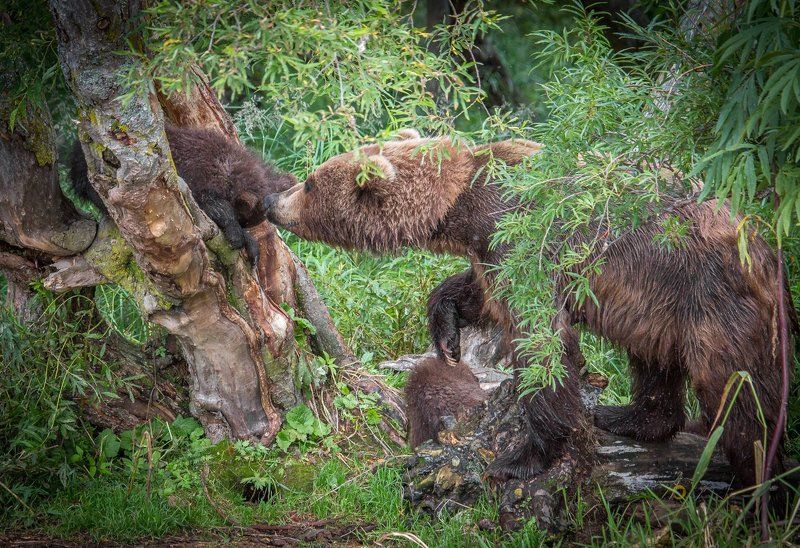 воспитание, камчатка, курильское озеро, мама, медведи, медведица, медвежонок - Мам, я болбше не буду ! фото превью