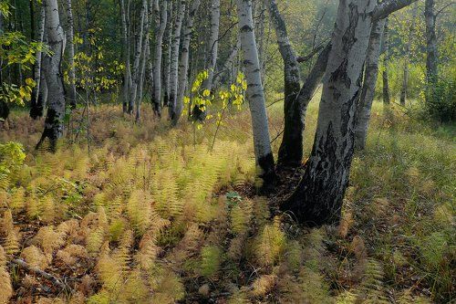 Уютные этюды тёплой Мещёрской осени