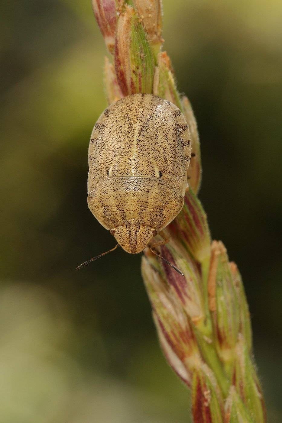 Вредная черепашка, Клоп-черепашка, Роман Рысь