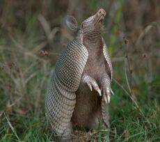 Броненосец - Armadillo