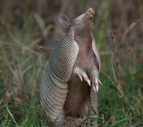 Броненосец - Armadillo