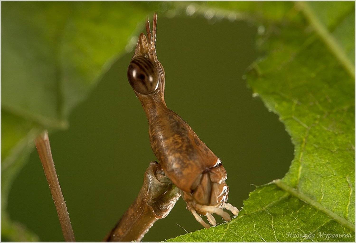 Acridoidea, Caelifera, Proscopia sp.,, Proscopia sp., Длинноголовая сар, Proscopiidae, Длинноголовая, Саранча, Надежда Муравьёва