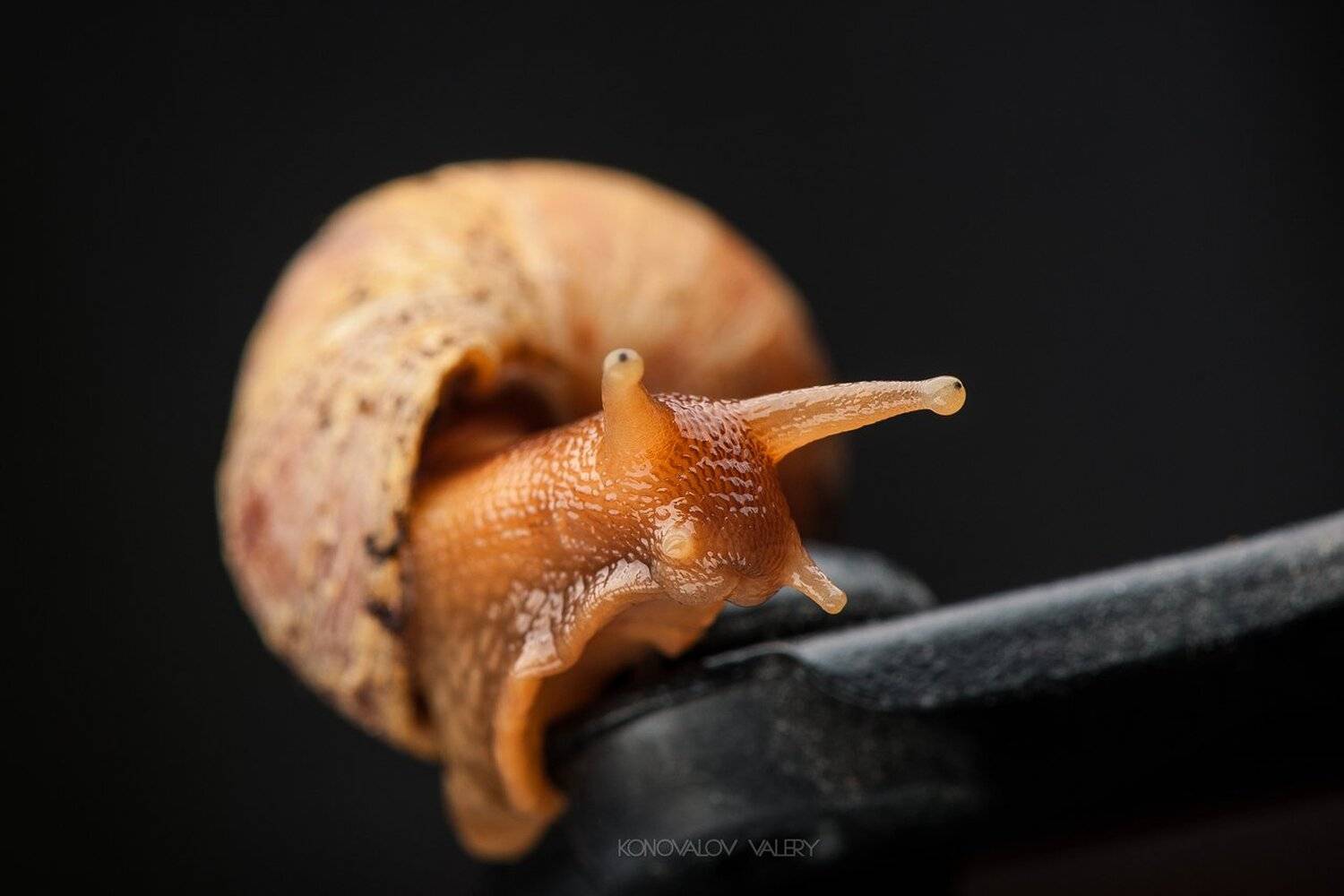 , Валерий Коновалов