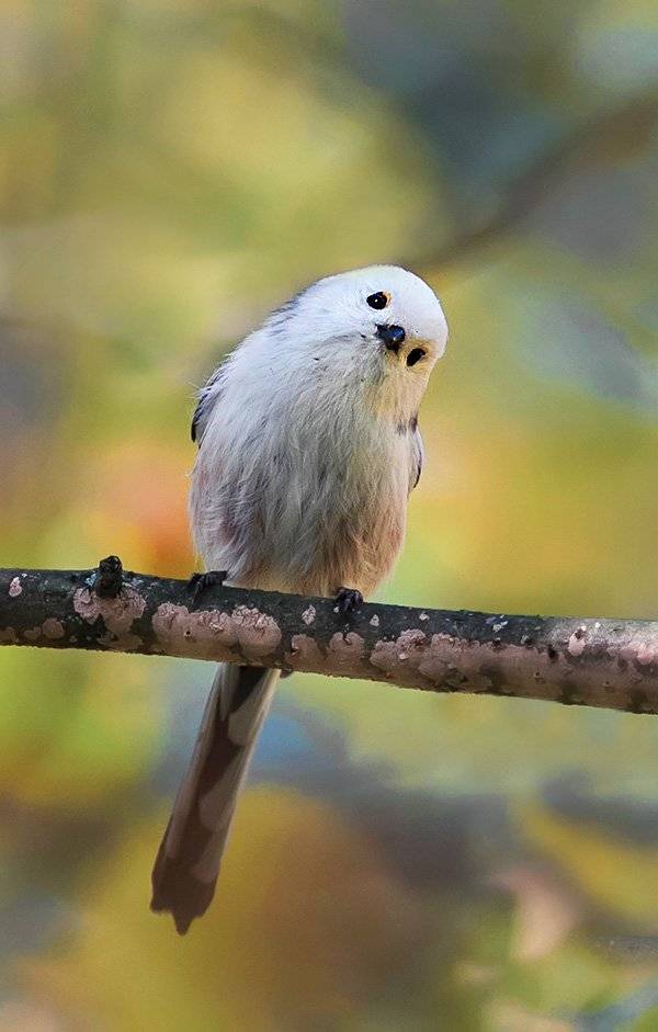 Ополовник, Птица, Наталья