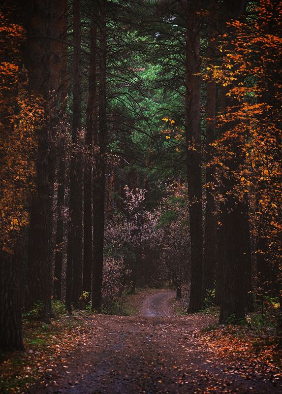 Осенний лес фото превью