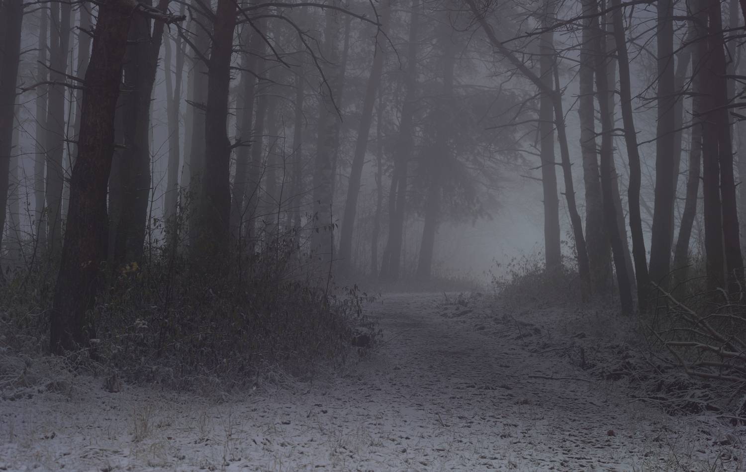 зима туман лес утро, Александр Жарников